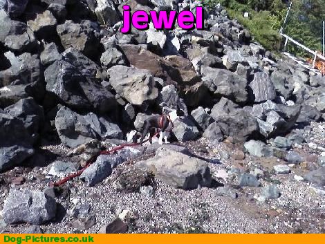 jewel