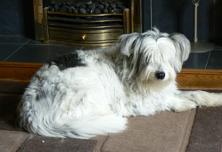 Bearded Collie Dog