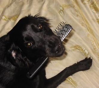 http://www.dog-pictures.co.uk/images/06.07.02%20Yaz%20with%20my%20hairbrush.jpg