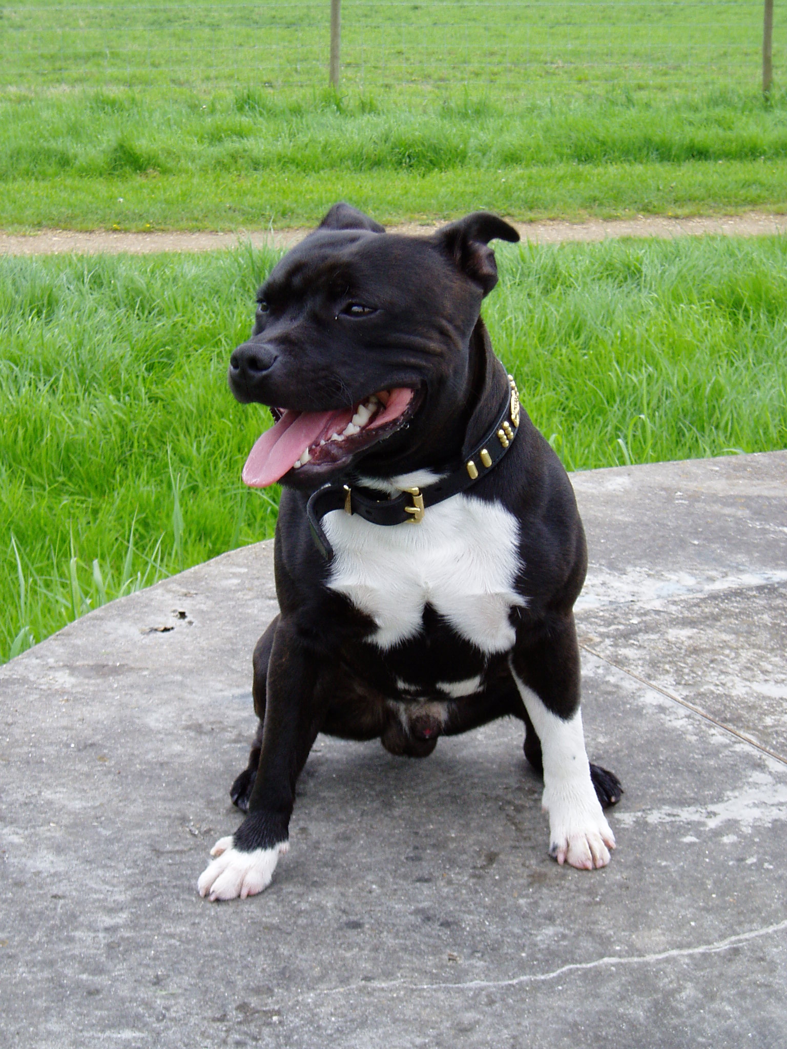 staffie-picture