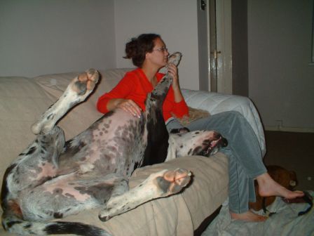  Great Danes on Or We Didn T Realise How Big She Would Grow