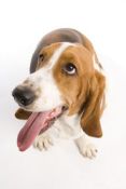 cute doggy