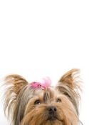 yorkshireterrier