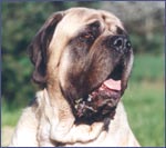 english-mastiff