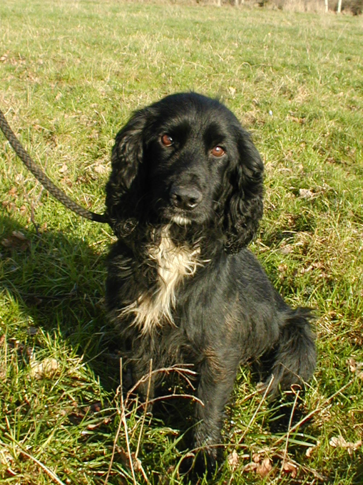 miniature springer spaniel