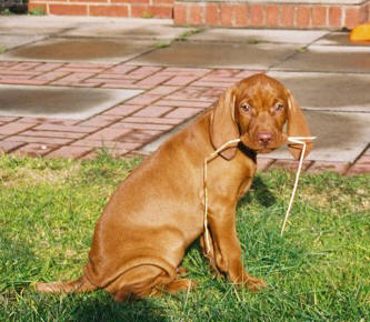 hungarian-vizsla