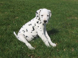 dalmatian puppy