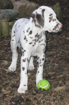 cute dalmatian pup