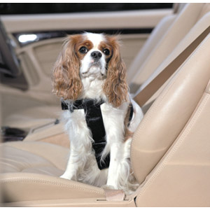 dog car harness