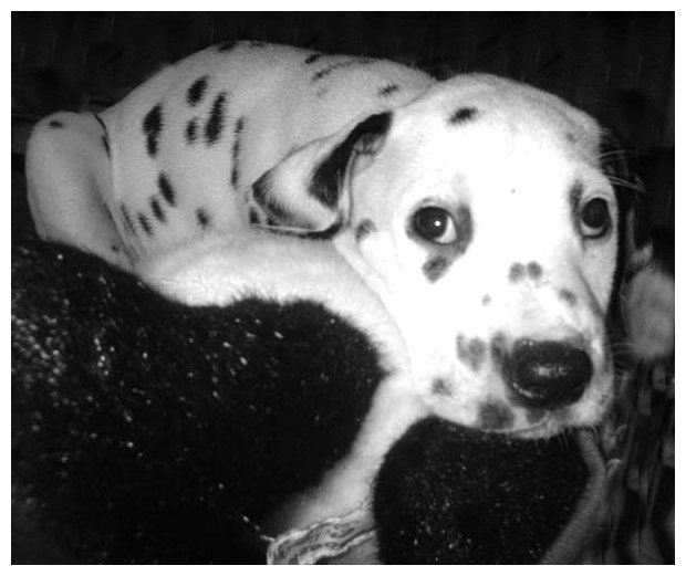 dalmatian