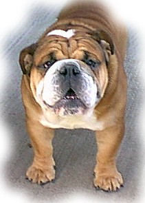 bulldog-picture