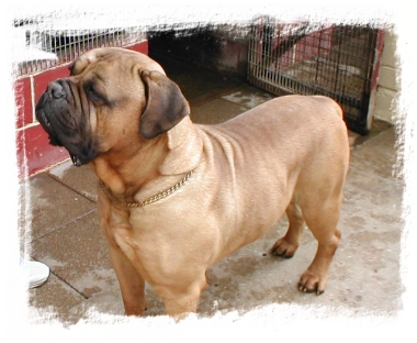 bullmastiff ridgeback