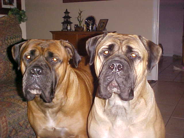 bullmastiff-picture
