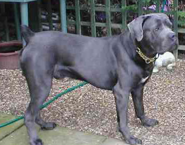 Puppies Pictures on Cane Corso Pictures