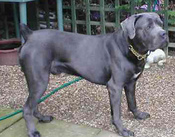 cane corso dog grey