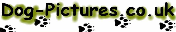 dog-pictures-logo