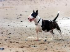 bull-terrier-rescue