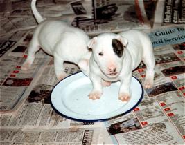 bull-terrier-rescue