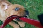 cheap dog insurance