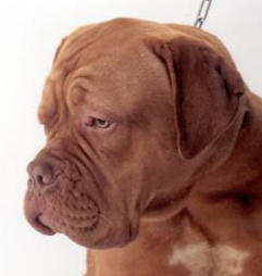 dogue-de-bordeaux