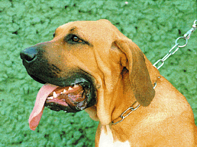 Fila-Brasileiro