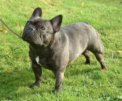 The French Bulldog Bouledogue The French Bulldog Bouledogue