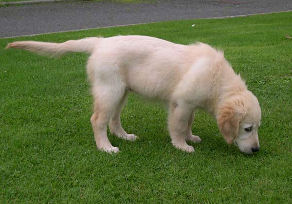 golden retriever dog photos. The Golden Retriever is a