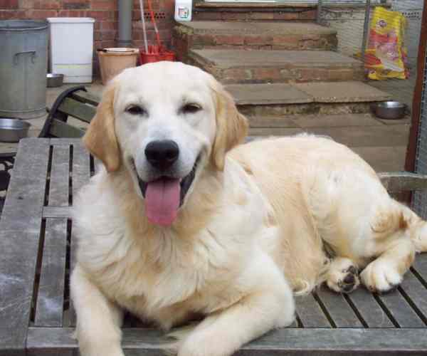 golden-retriever.jpg