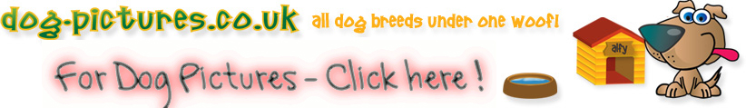 dog and puppy pictures
