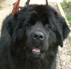 dog crates by breed on the newfoundland dog newfoundland dog breed information