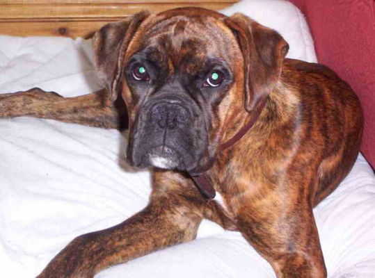 boxers dog image