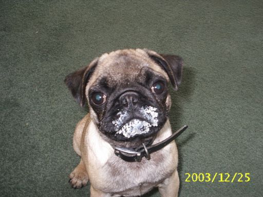 pug-dog-face