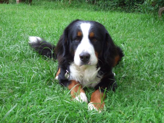 bernese mountain dog puppies. Bernese Mountain Dog Guide