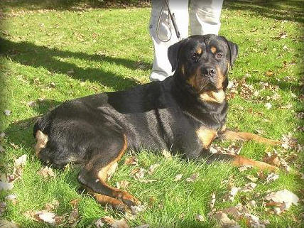 rottweiler photo