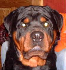 rottweiler picture