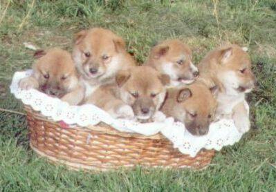 Shiba  Puppies on Shiba Inu Puppies Jpg