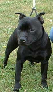 staffordshire-bull-terrier