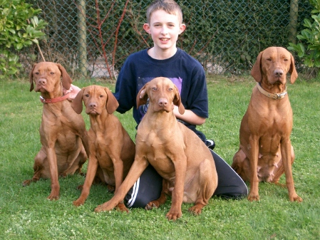 miniature vizsla dog