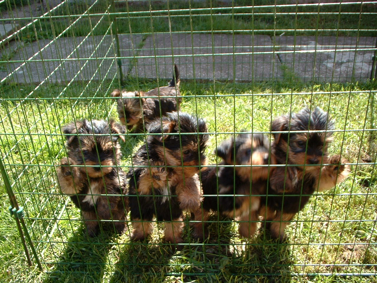 yorkshire terriers yorkies