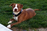 Pit Bull Terrier