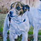 The Russelings  Oil Dog portrait 16x20  
